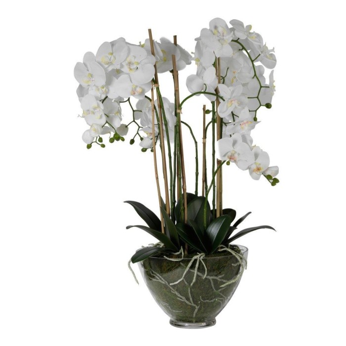 PIANTA PHALAENOPSIS IN VETRO H80